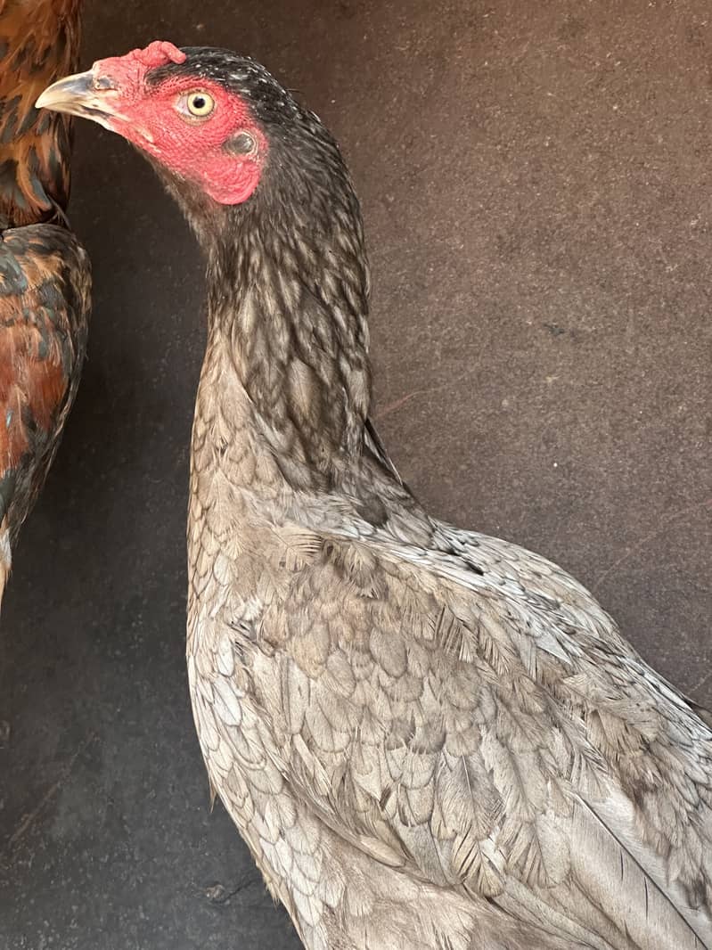 Want to sale females long height healthy egg laying 1