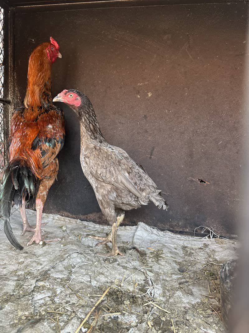 Want to sale females long height healthy egg laying 2