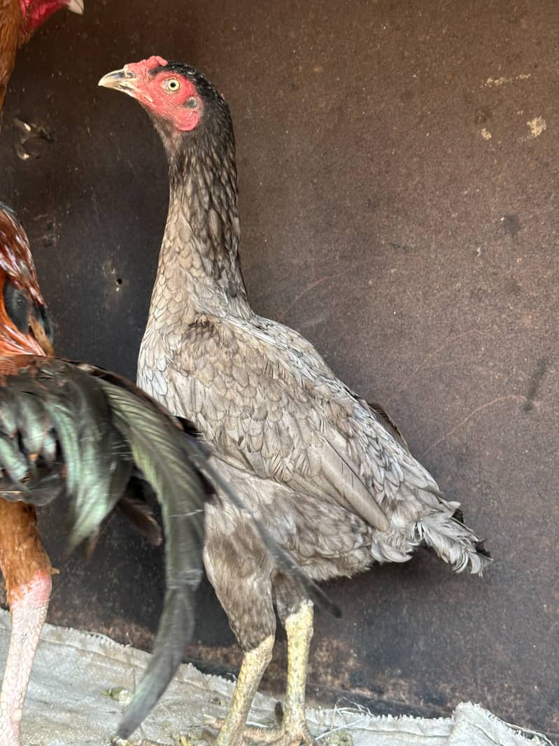Want to sale females long height healthy egg laying 3