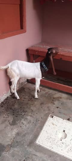 barkri for sell