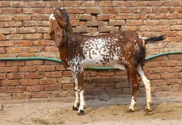 Pure Makhi Cheeni Goat