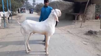 Desi Bakra argent for sale WhatsApp on 0370,4815,729