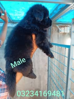 German shepherd Dog| GSD puppies| Black German shepherd puppys
