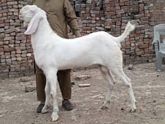 dase beetal bakra 03327614836