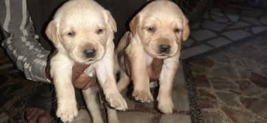 Labra