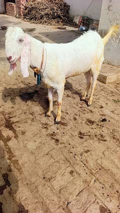bakra