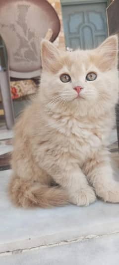Persian