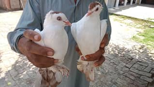 Sharazi