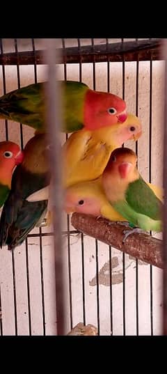 Breeder
