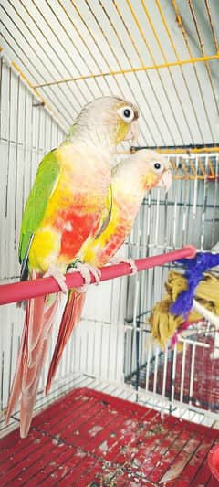 Breeder pairs available munasib price