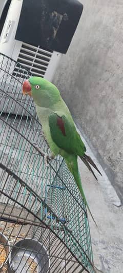 raw female parrot