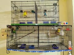 Parrots