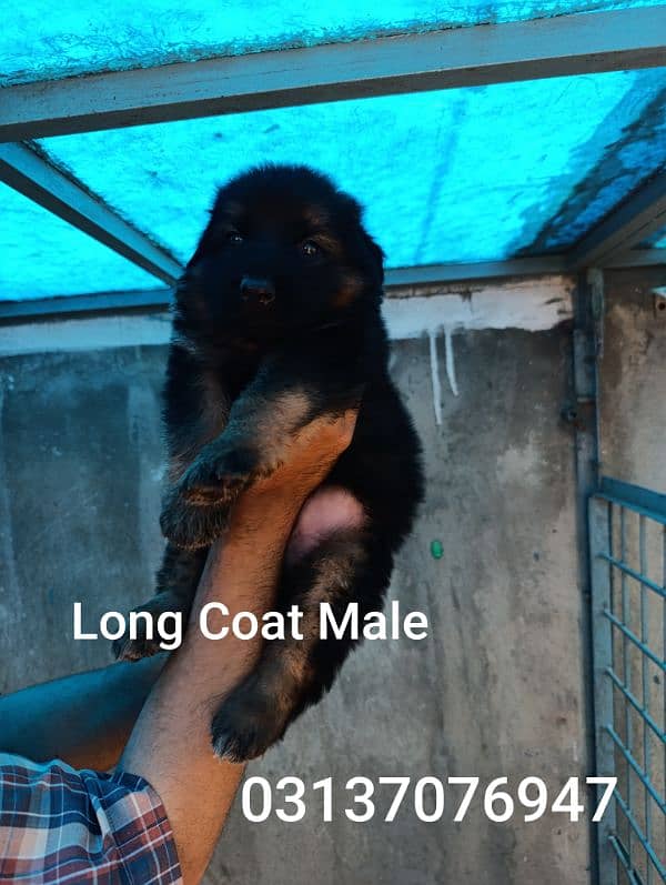 German shepherd | GSD puppies | security dogs | long coat puppys 3