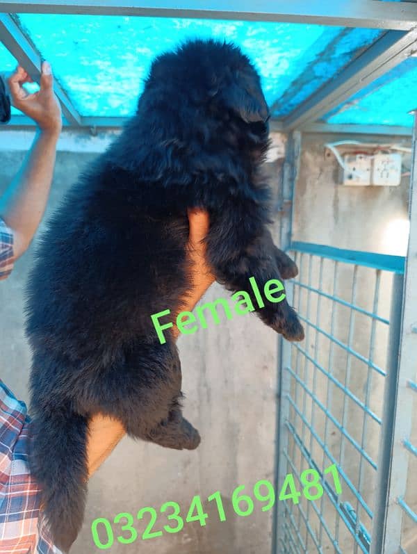 German shepherd | GSD puppies | security dogs | long coat puppys 1