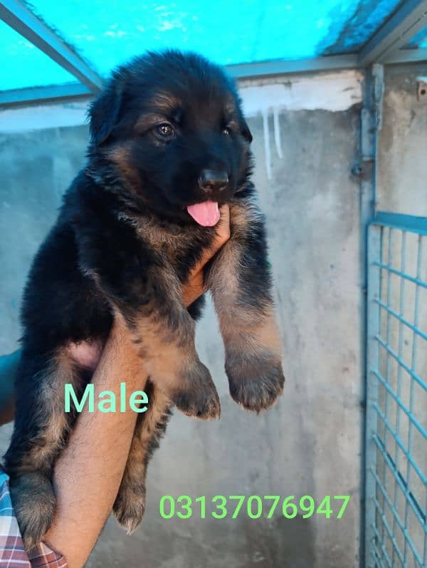 German shepherd | GSD puppies | security dogs | long coat puppys 2