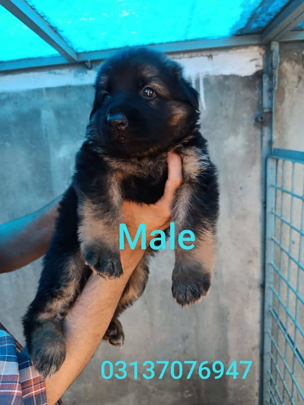 German shepherd | GSD puppies | security dogs | long coat puppys 4