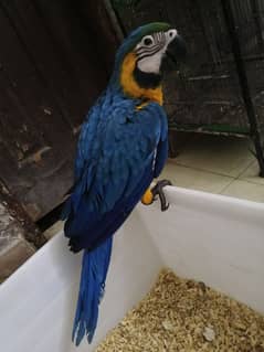 blue & gold macaw