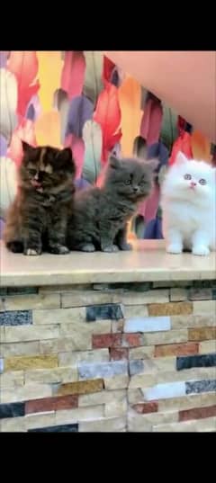 Persian  | Persian Cat | Punch Face Persian  WhatsApp03110490162