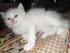Persian triple coat kittens