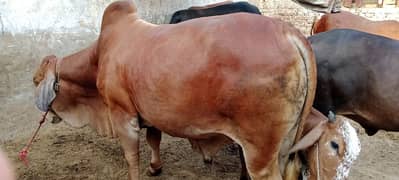 Brahman bull