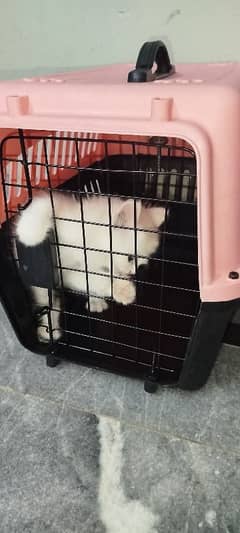 Persian Female kitten, with Home Accessories for sale