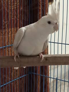 Singing Male Cockatiel with Red Eyes