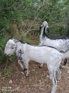 Bakra