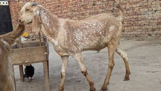QURABNI BAKRA