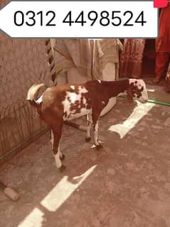 2 desi bakra khasi donda 03124498524