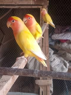 lovebirds breeder pair , cocktail and Australian female