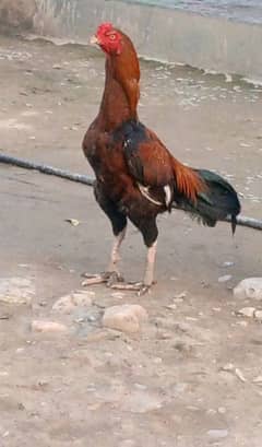 aseel murga