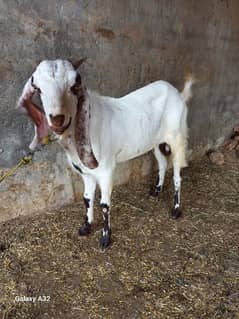 2 bakra qurbani ka lia for sale