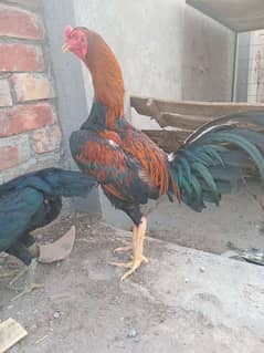 burmi