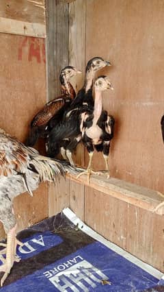Chick
