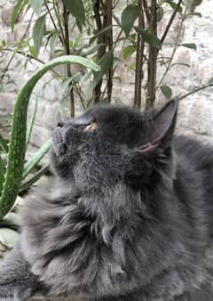 King size grey kitten for sale Age 4 months