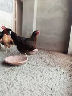 golden misri hens /murgi /egg lying misri hens