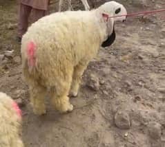 kajla chatra for sale qubarni k liya ha 2025 ki mashaallah bht active