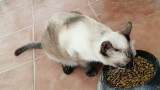imported pure sieami with kitten