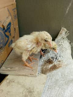 Heera Aseel Chicks