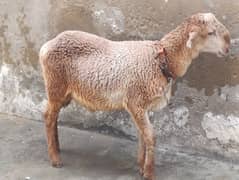 dumba for sale 2025 qurbani