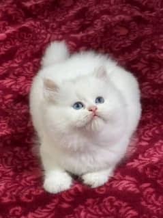 PERSIAN KITTEN FOR SALE ONLY CONTACT WHATUP 03292450497