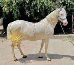 Pure white Nukra For Sale