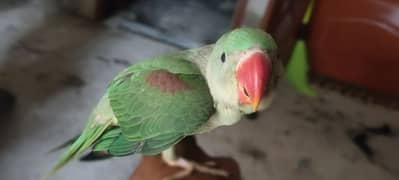 Kashmiri Raw nail til ok tam Active