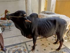 bull sell for Qurbani