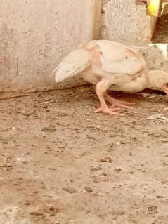 Heera chicks
