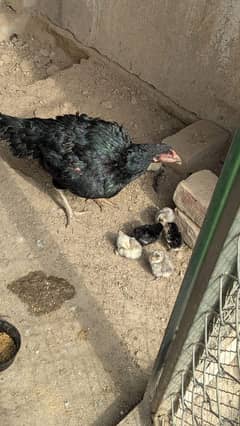 aseel hen thai cross madi