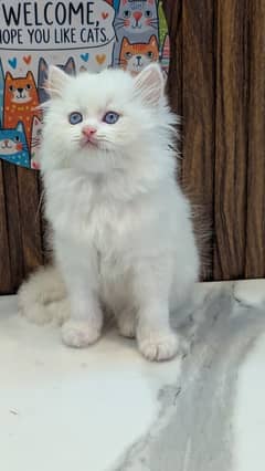 triple coated cat