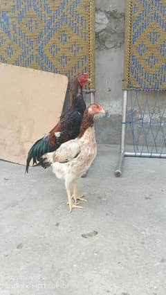 aseem shamo