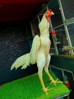 shamo male