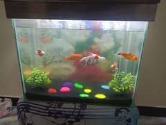 Fish aquarium